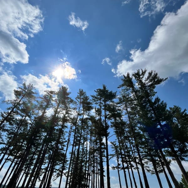 Tall skinny pines trees towering under a blue sky with the sun blazing through a small cloud